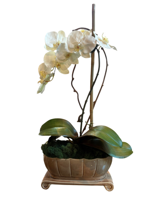 ORCHID IN POTTERY PLANTER