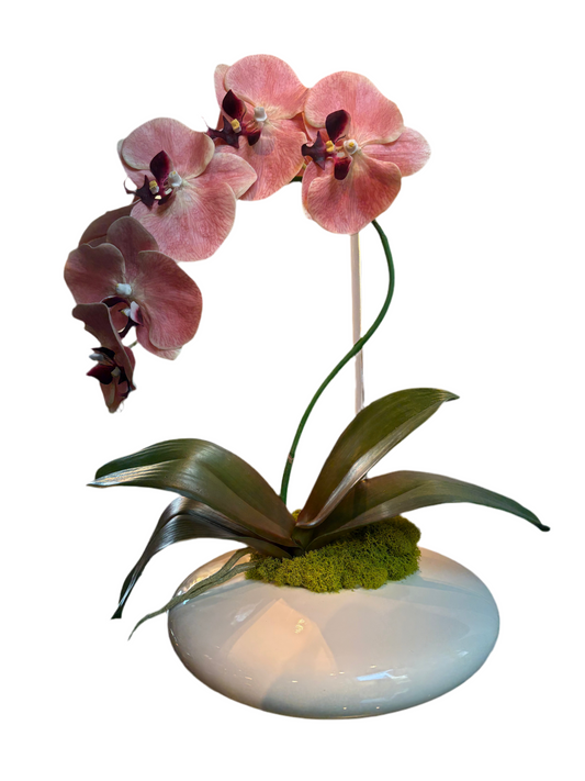 SINGLE STEM CORAL ORCHID