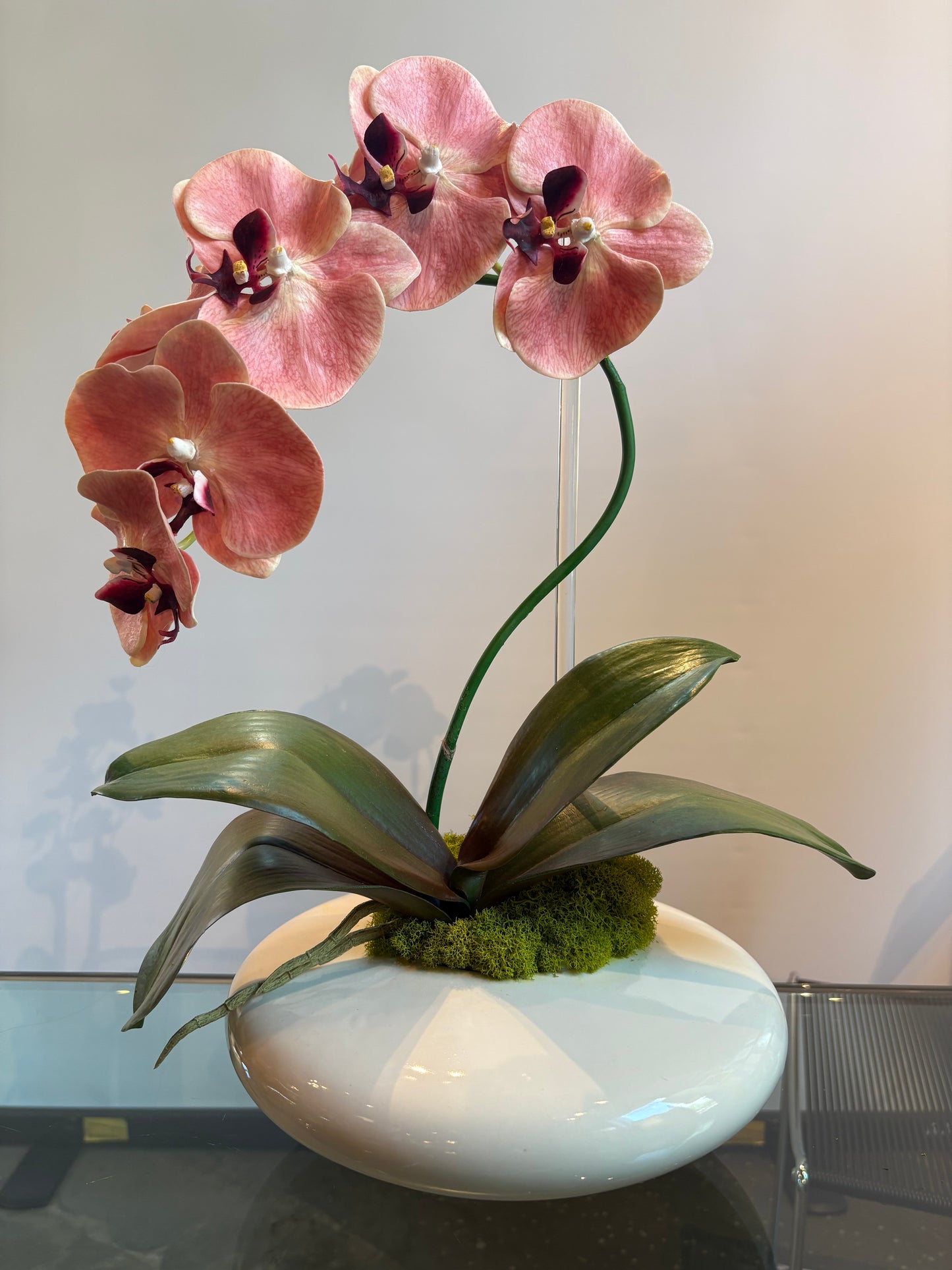 SINGLE STEM CORAL ORCHID