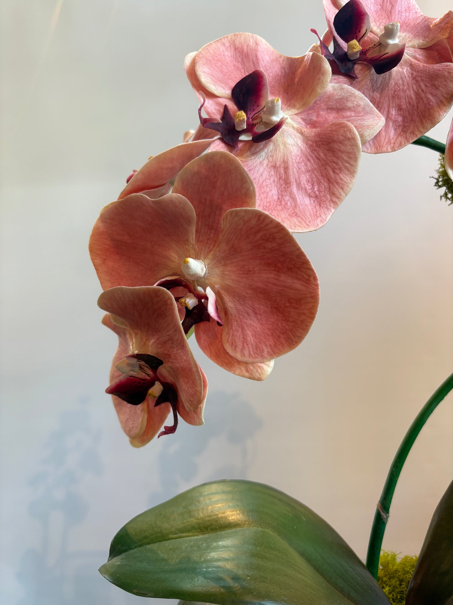 SINGLE STEM CORAL ORCHID